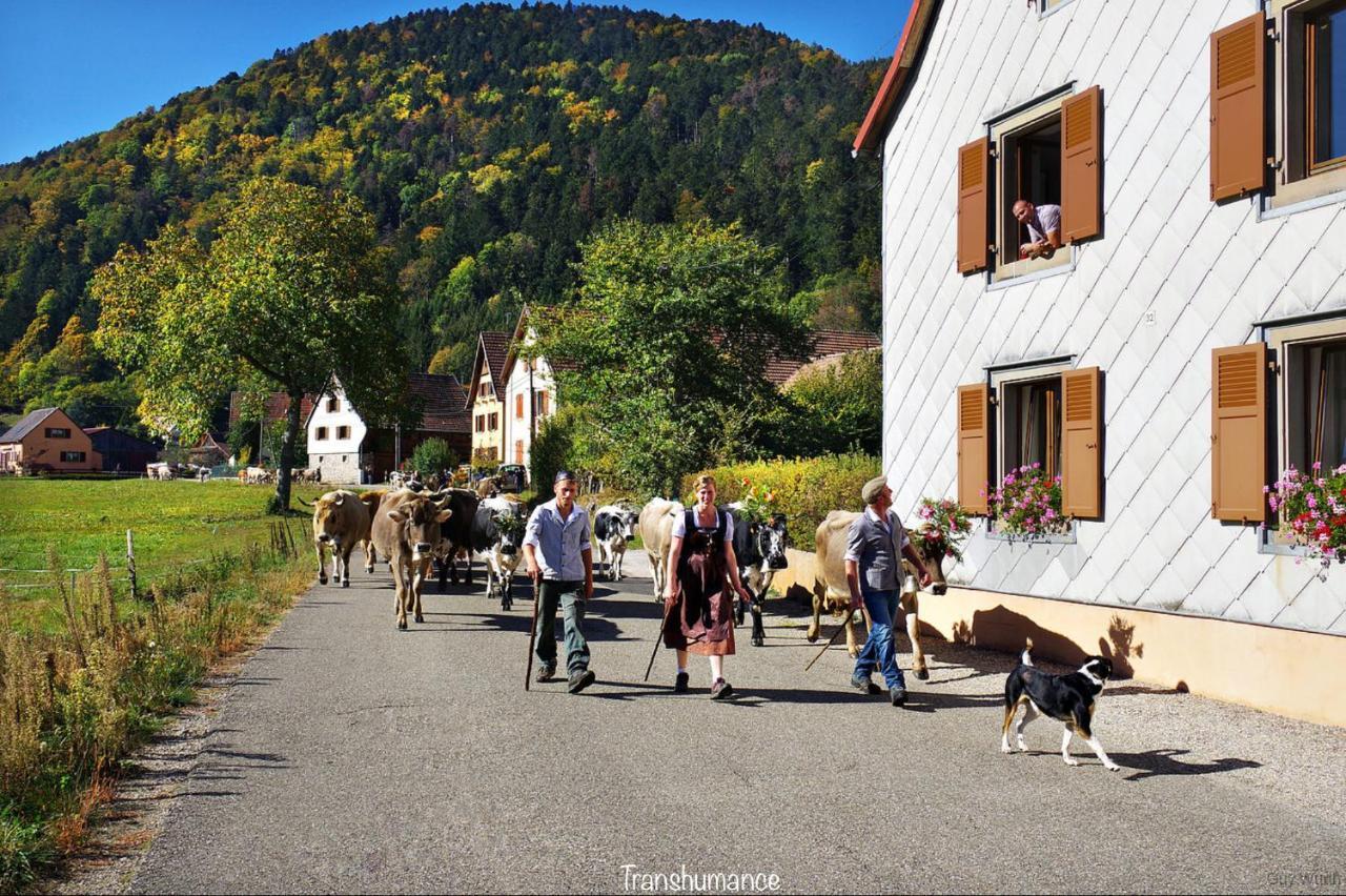 Chalet Du Silberrain Pres De Colmar - Cheminee, Sauna, Piscine Partagee Osenbach Zewnętrze zdjęcie